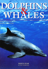 Dolphins and Whales