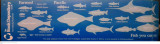 Σελιδοδείκτης Book Depository "Marine Conservation Societies"