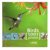 Birds 1001 photos