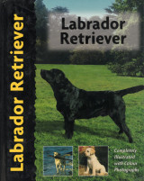 Labrador Retriever (Λαμπραντόρ Ριτρίβερ)